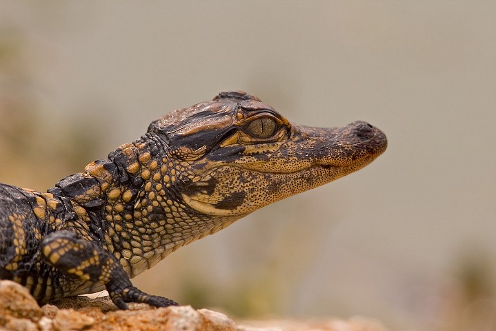 Alligator Alligator mississippiensis American Alligator